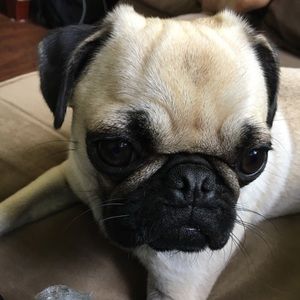 Meet your Posher, Abby